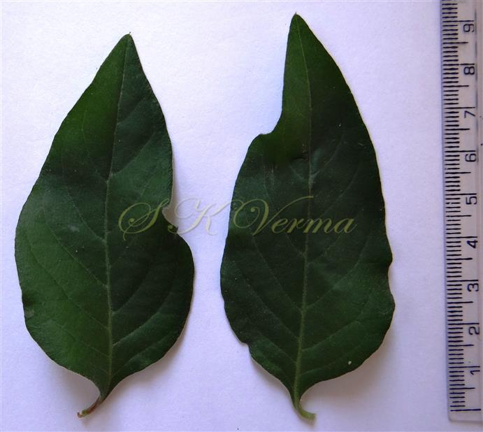 Leaf pair (Adaxial view)